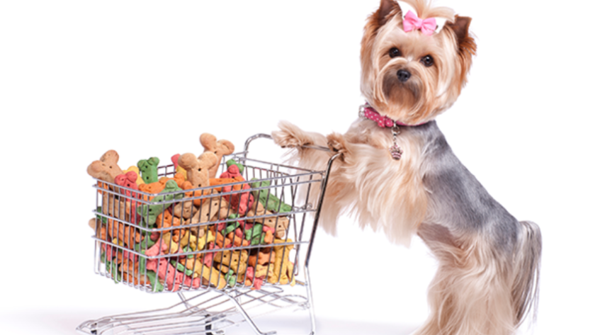 Why You Should Buy Pet Products Online
