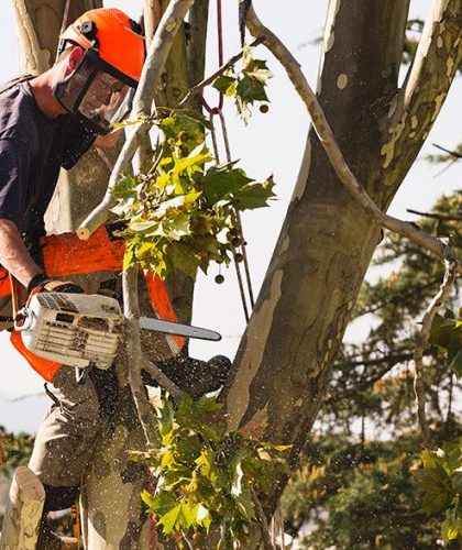 Essential Aspects to Consider when Hiring Tree Removal Service Providers