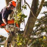 Essential Aspects to Consider when Hiring Tree Removal Service Providers